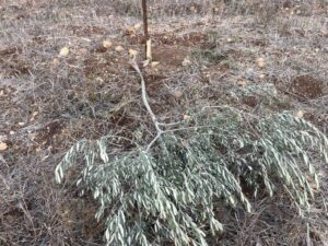 Olive trees in Nablus Village cut down by zionist extremists