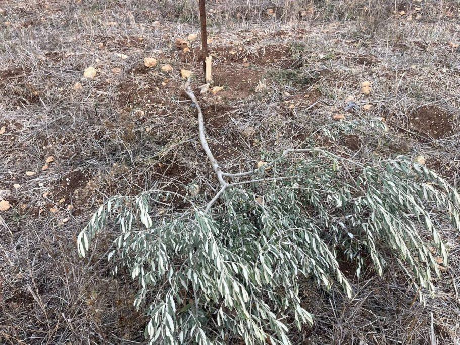 Israeli settlers cut down dozens of olive trees in Nablus village